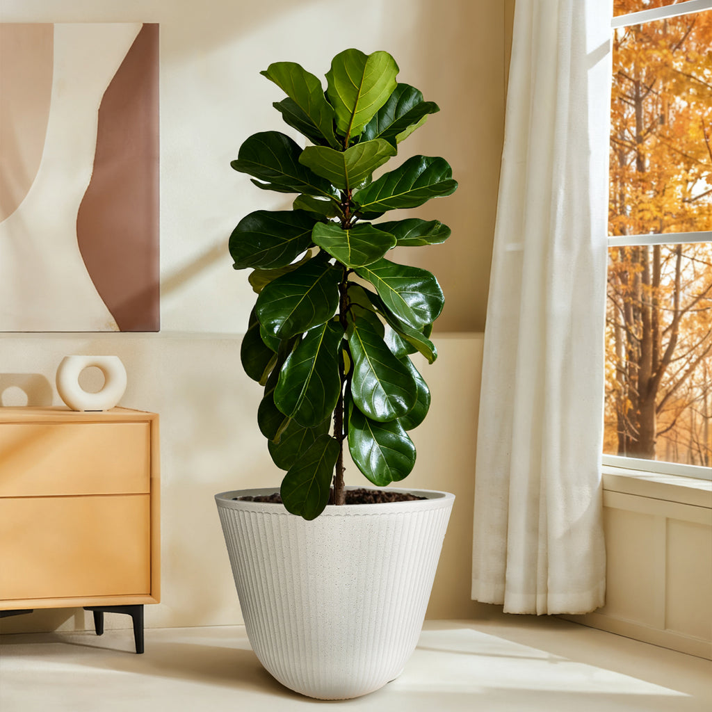 Standing Ribbed Composite Planter with Scalloped Edge