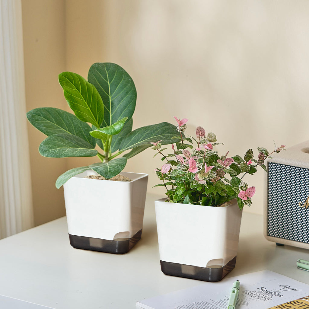 Square Plastic  Planter