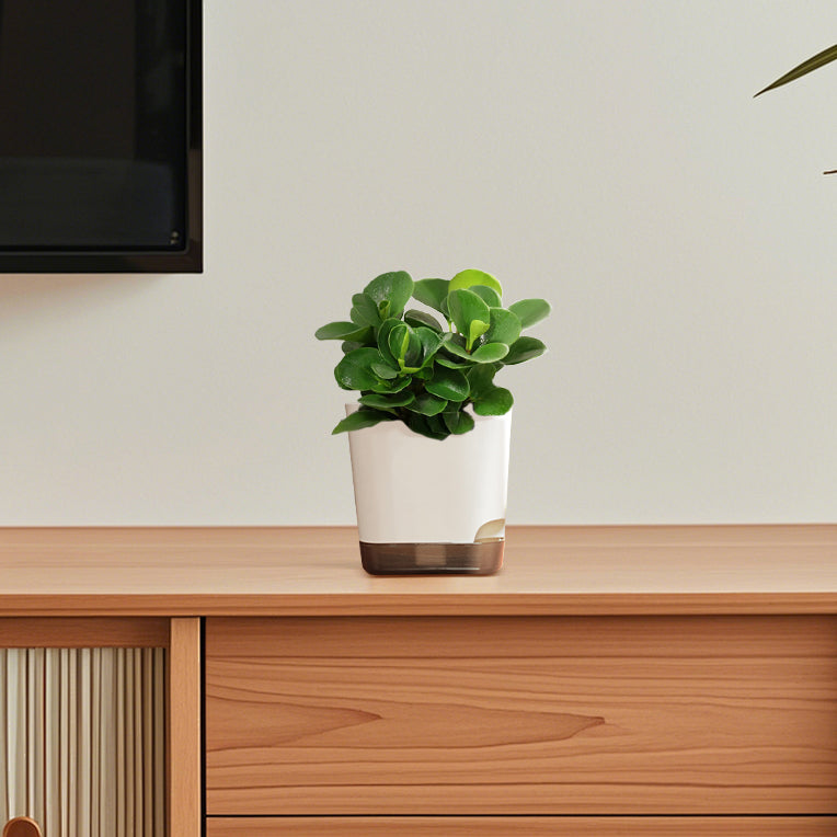 Square Plastic  Planter