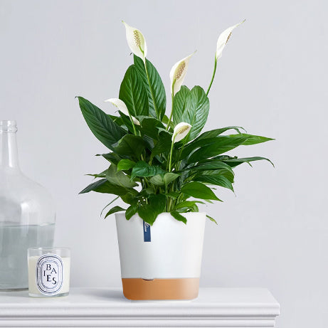 Two-Tone Resin Planter
