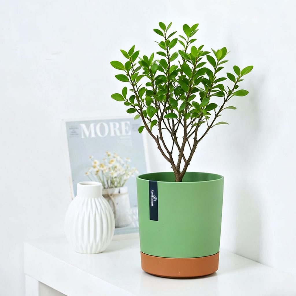 Two-Tone Resin Planter