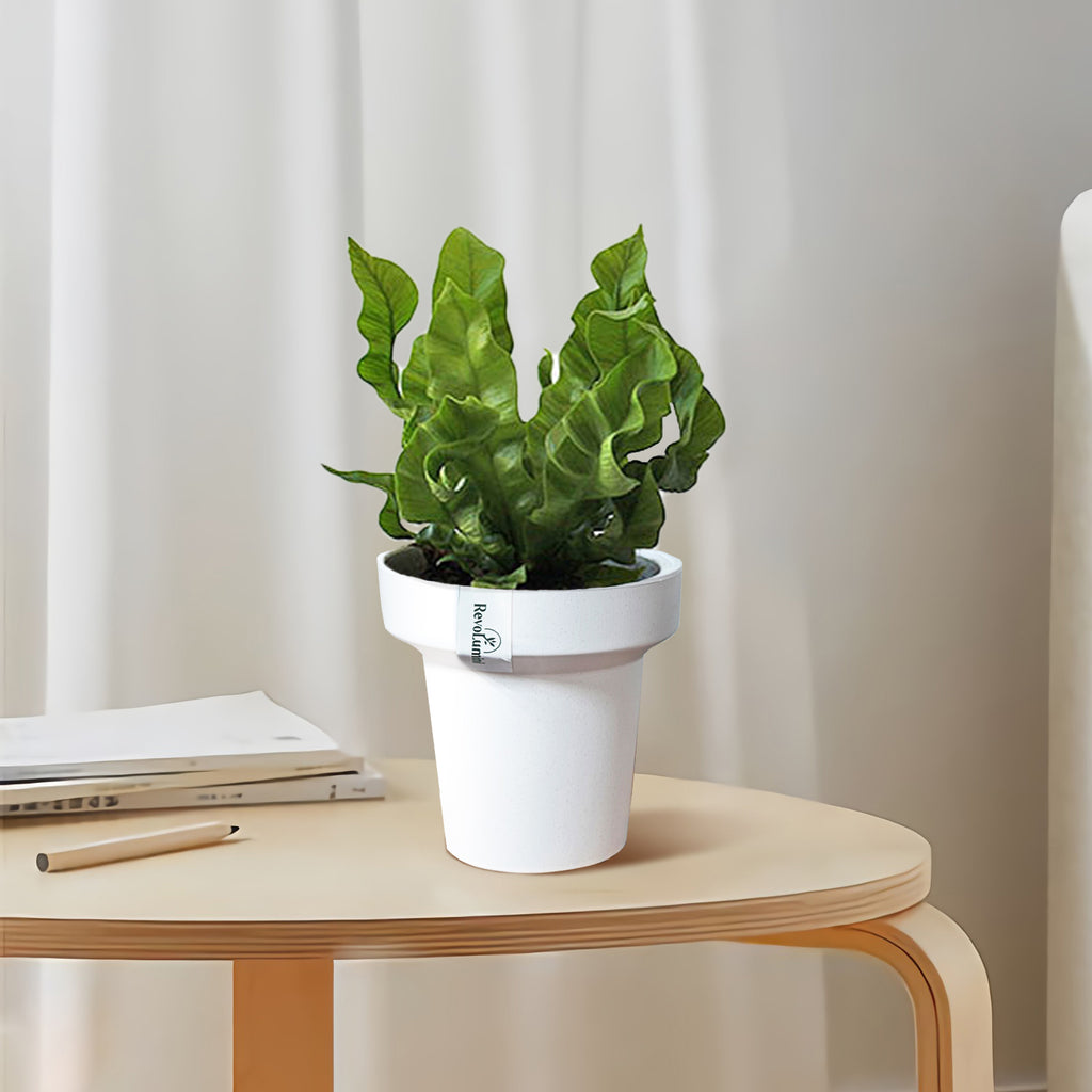 Minimalist Composite Plastic Plant Pot