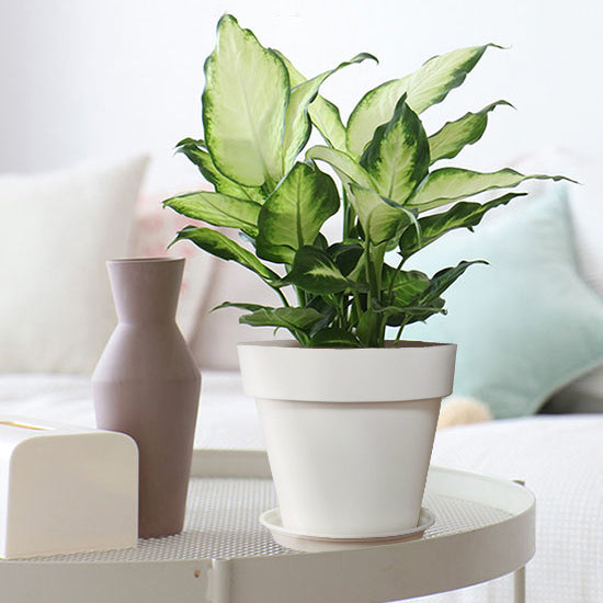Modern Resin Plant Pot with Saucer