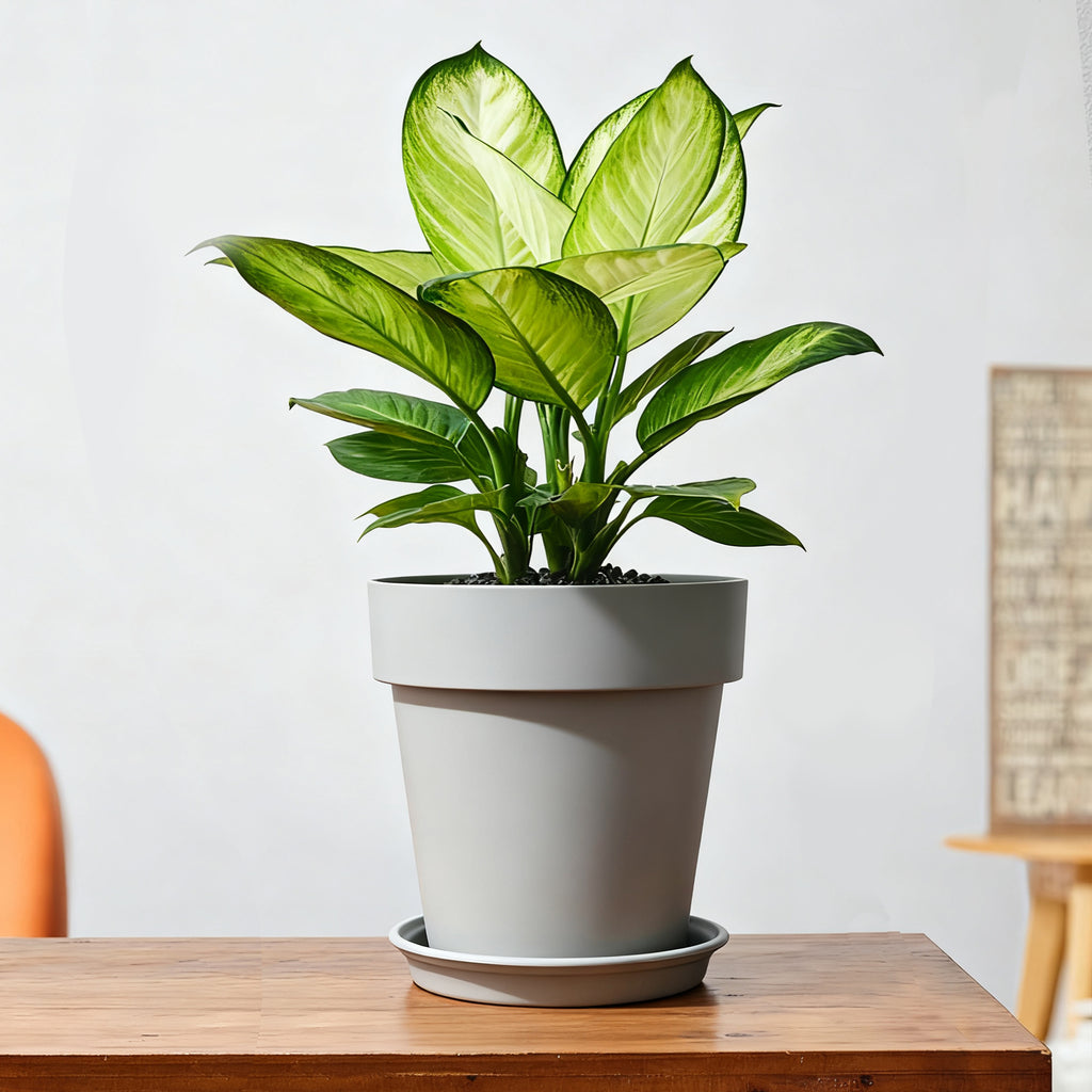 Modern Resin Plant Pot with Saucer