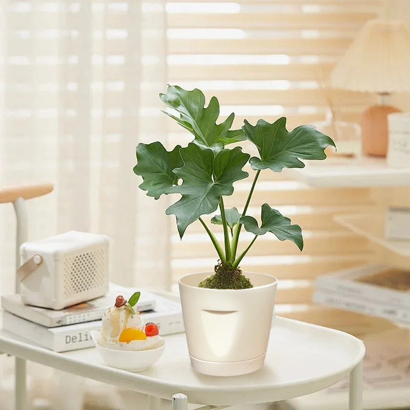 Multi-Size Plastic Plant Pot
