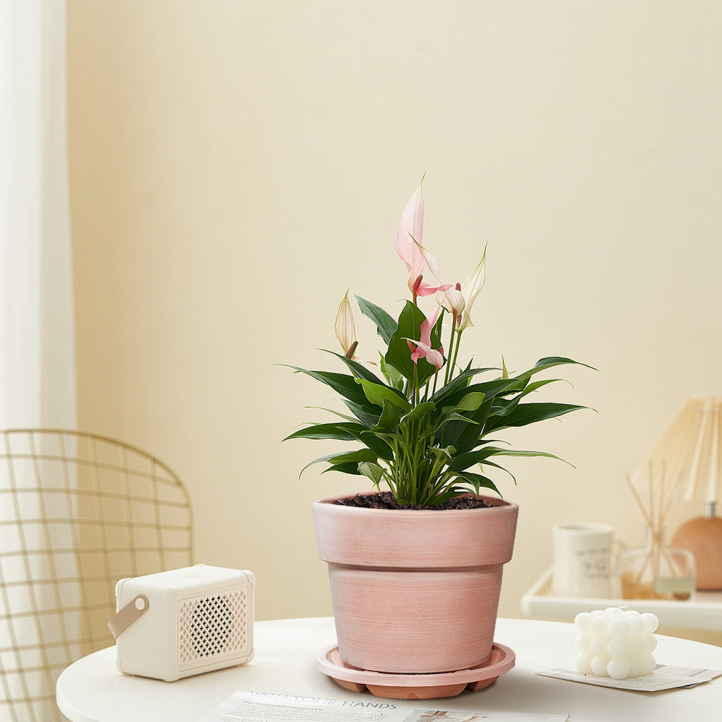 Textured Composite Planter with Saucer